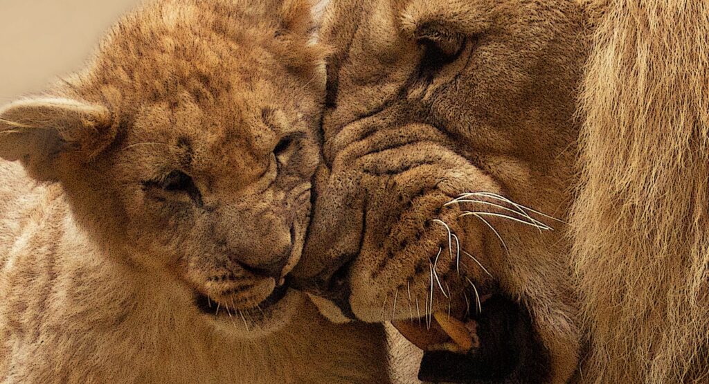 baby lion and parent lion
