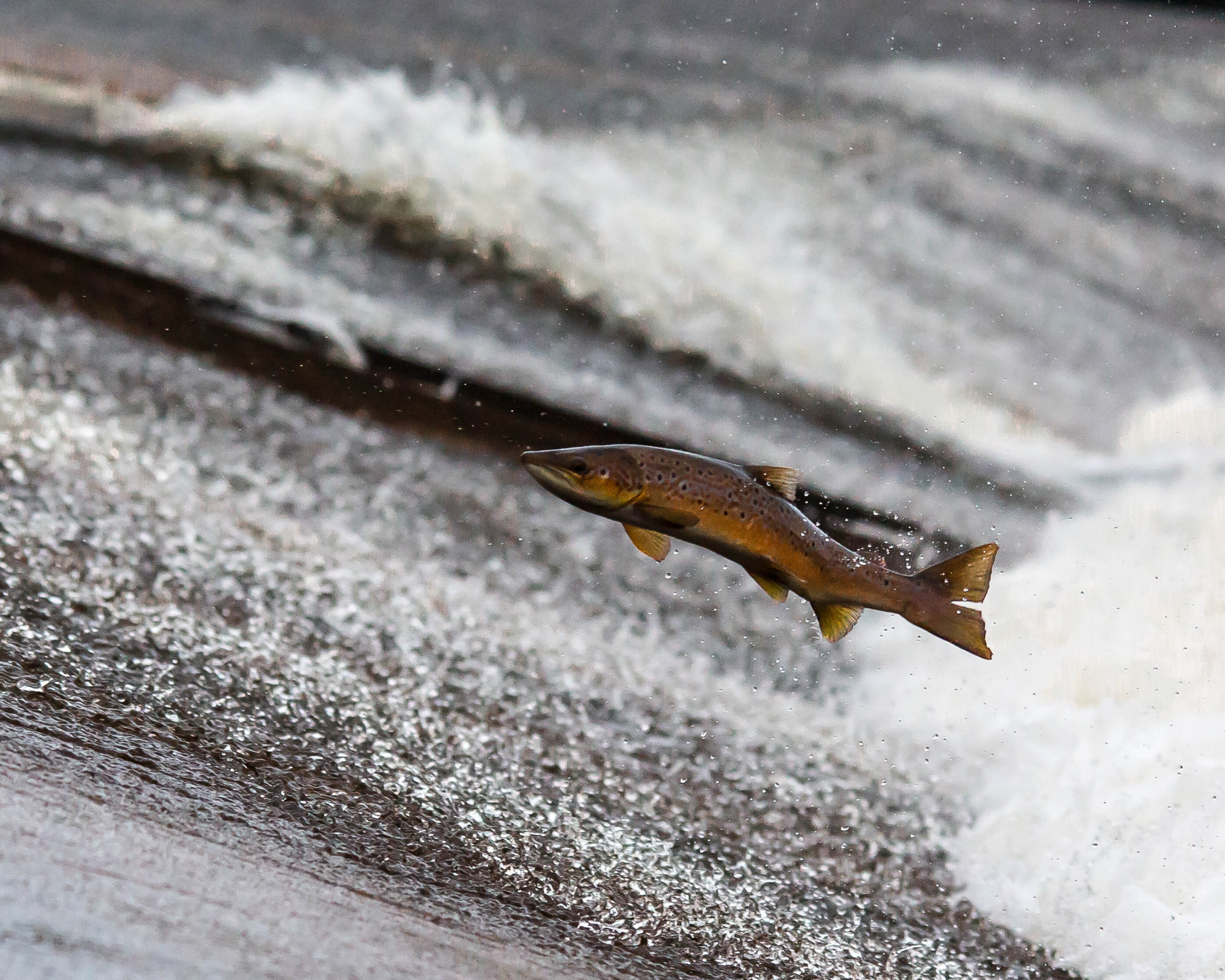 Salmon on a Fly: The Essential Wisdom and Lore from a Lifetime of Salmon  Fishing