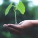 Person holding plant