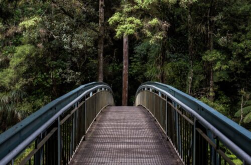 bridge in nature