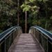 bridge in nature